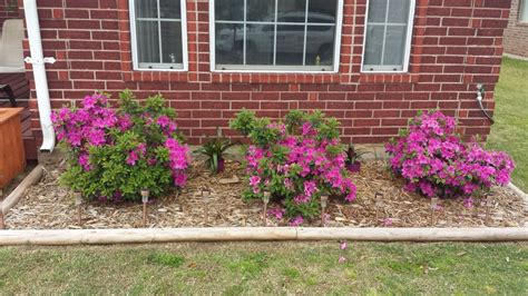 Autumn Royalty® Encore® Azalea | Azaleas landscaping, Azaleas garden ...