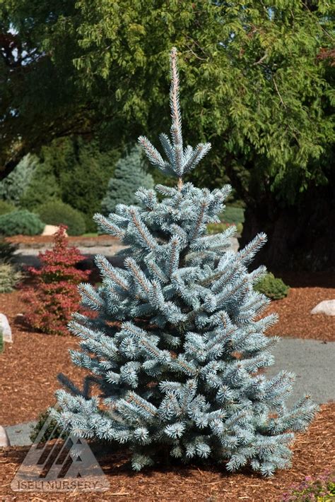 'Hoopsii' Blue Spruce - Wyoming Plant Company