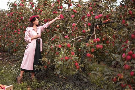 Pink Lady apple harvest - thankfifi