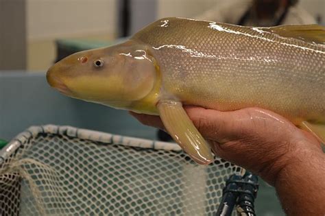 Sucker Fish: Unique Features, Sociability & Factors Affecting Lifespan - Learn About Nature