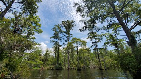 Kayaking the Chowan River at Edenton, NC - Roberts Bushcraft