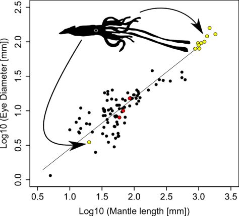 Why the giant squid eye? | Deep Sea News