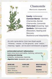 Chamomile Flower Meaning in the language of flowers - SimplyBeyondHerbs