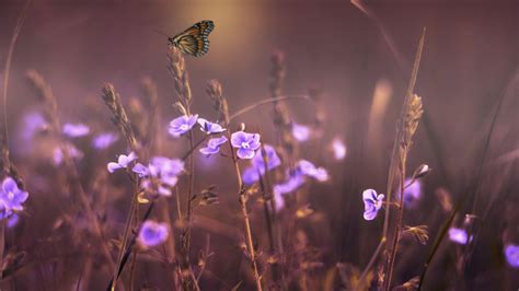 Butterfly on Purple Flowers Wallpaper - iPhone, Android & Desktop Backgrounds