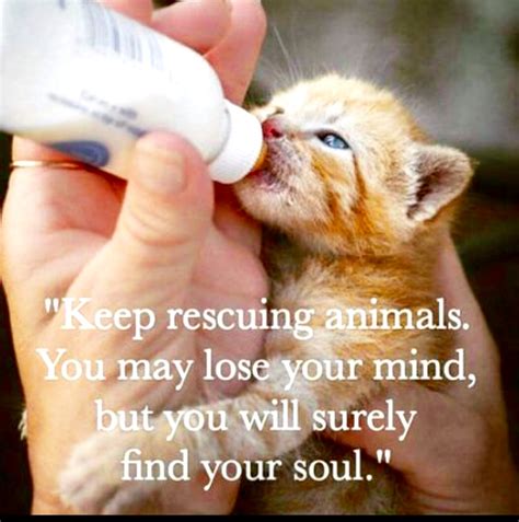 Paws and Claws Feline Rescue: Keep Rescuing Animals