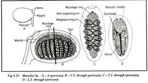 Marsilea structure and reproduction