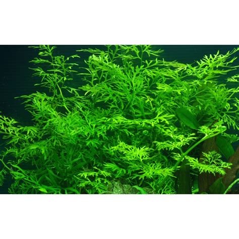 Ceratopteris thalictroides Water Sprite - Tropica Aquarium Plant