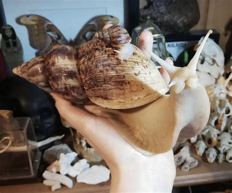 I got my huge pet snail a small pet snail : r/mildlyinteresting