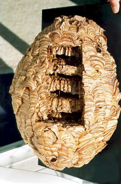 How to preserve a hornet's nest | Beautiful Things | Pinterest | Nest, Wasp and Bees