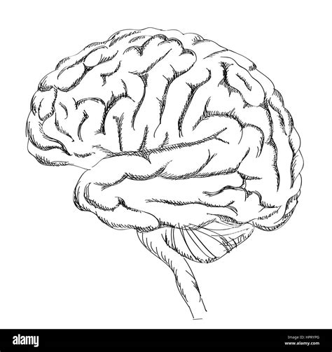 Lateral Anatomy