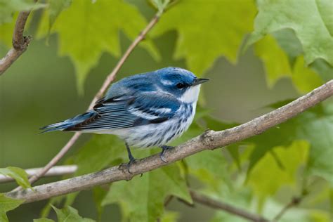 The sky-blue upperparts of the male Cerulean Warbler are difficult to observe in summer: At that ...