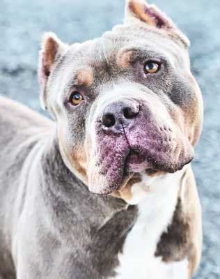 Ghost Tri Bully - What Exactly is One? - FunDogFitness.com