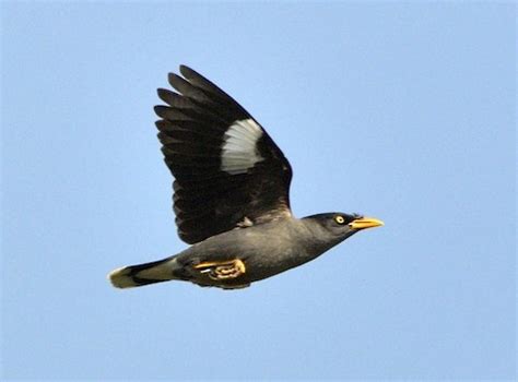 Javan Myna – birdfinding.info