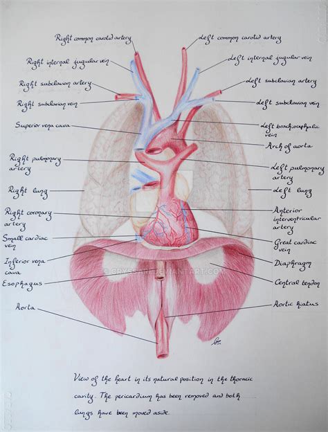 Chest Cavity Anatomy Anatomy Drawing Diagram | Images and Photos finder