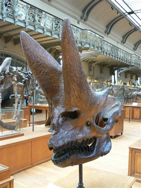 The skull of Arsinoitherium zitteli | Prehistoric animals, Prehistoric dinosaurs, Animal skeletons