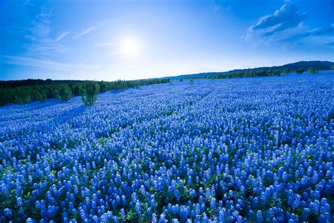 Blue Flower Fields