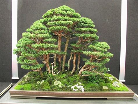 Vsquare Retail Imported Red Cedar Bonsai Tree Seed Price in India - Buy Vsquare Retail Imported ...