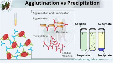 Agglutination Vs Precipitation- Definition, 14 Differences,, 51% OFF