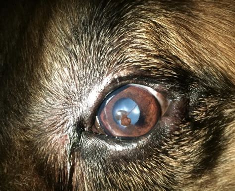 corneal-ulcer-in-dogs-treatment – Animal Eye Clinic