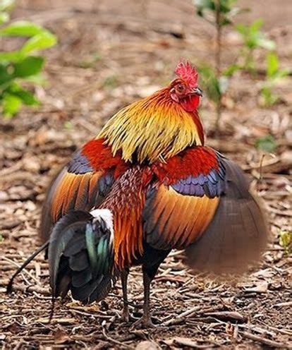 20 Amazing,Inspiring and Rare chicken breeds - The Poultry Guide ...