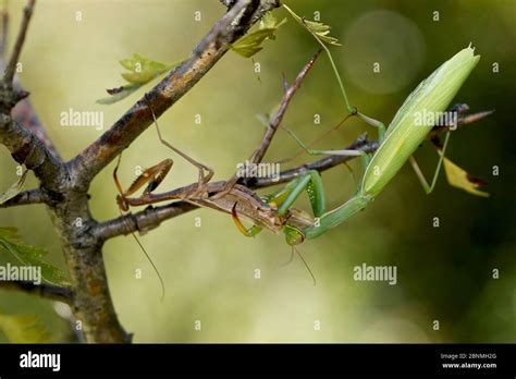 Praying mantis eating male hi-res stock photography and images - Alamy