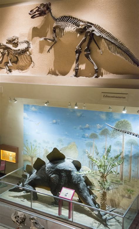 Smithsonian’s dinosaur hall to close April 28 for five-year renovation ...