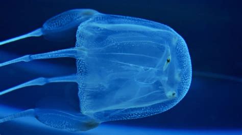 10 Interesting Facts about the Box Jellyfish | 10 Interesting Facts