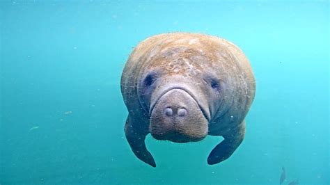 Homosassa Springs Underwater Manatees