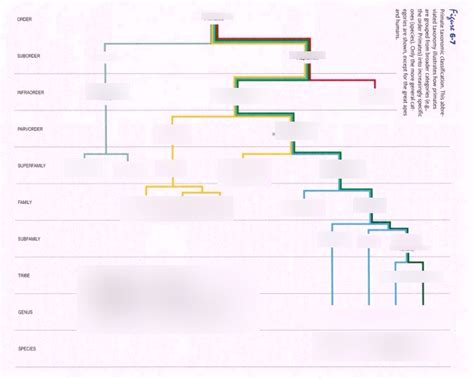 Primate Taxonomy Chart: A Visual Reference of Charts | Chart Master