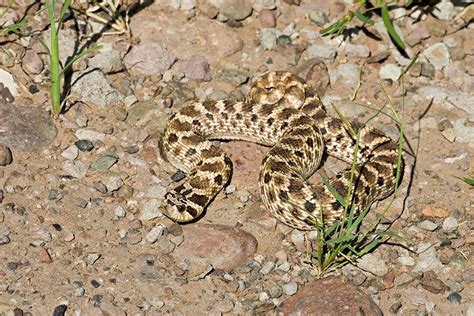 Western Hognose Snake Facts and Pictures