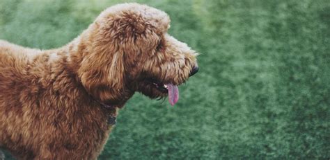 Labradoodle Breed Guide | Nutrition & Personality | Pet Better with Pet ...