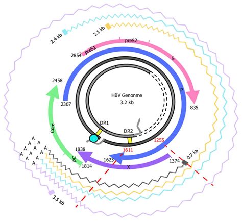 Hepatitis B virus genome and transcripts. The figure shows the HBV... | Download Scientific Diagram