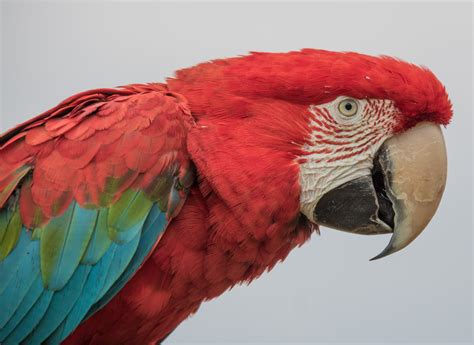 Green Wing Macaw