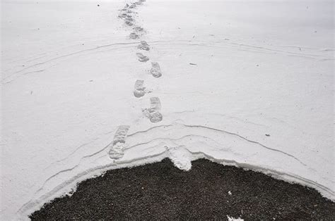 Footprints in the snow | Decor, Snowy day, Home decor