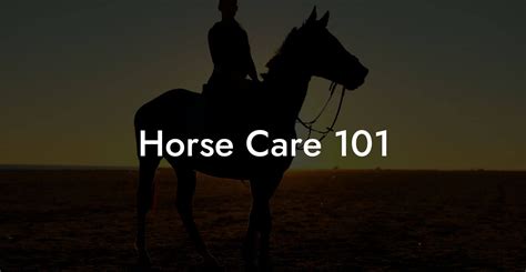 Horse Care 101 - How To Own a Horse