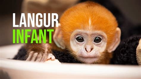 First Baby Francois’ Langur Ever Born At The Saint Louis Zoo - YouTube