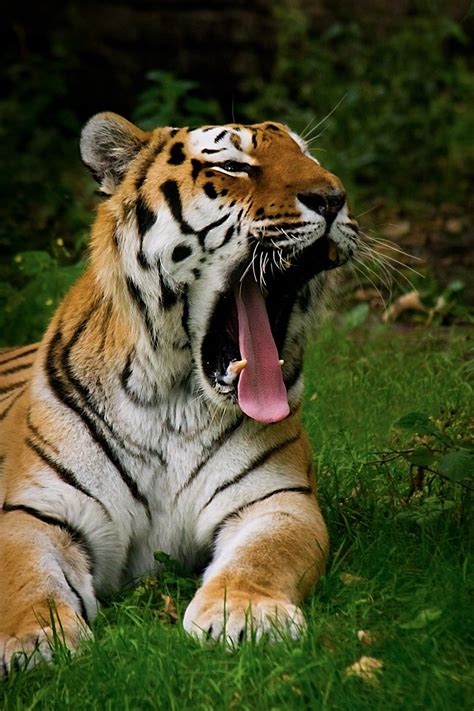 Tiger yawning Free Photo Download | FreeImages