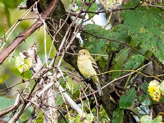 Yellow-bellied flycatcher | Audrey Carroll Audubon Sanctuary… | Flickr