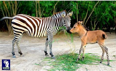 An amazing -- zebra-donkey or 'zonkey' baby --- naturally born at ...