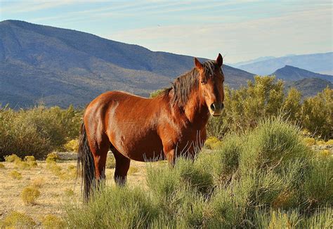 Wild Mustang Of Southern Nevada Photograph by Eleu Tabares - Fine Art ...