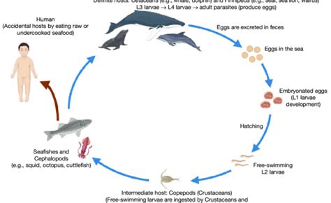 Life Cycle Of Anisakis Simplex Created With Biorender Download – Otosection