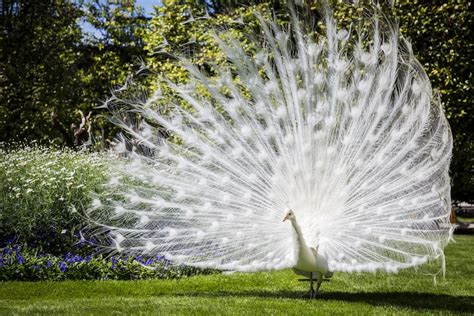 El pavo real blanco: una criatura única con increíbles plumas sin color