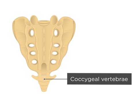 Sacrum and Coccyx Anatomy