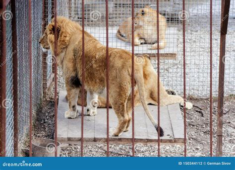 Lions in cages stock photo. Image of wild, closeup, danger - 150344112