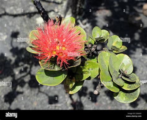 Hawaii volcano’s National park Stock Photo - Alamy