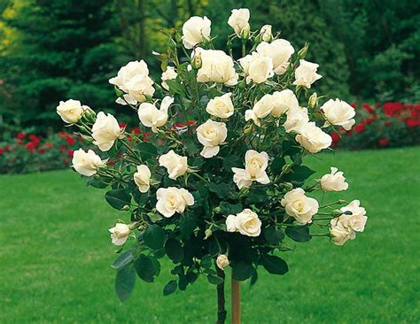 Which Types of Roses Are Right for Your Garden? - Quiet Corner