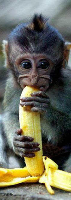 Animals Eat Bananas Rainforest | RAINFOREST ANIMAL