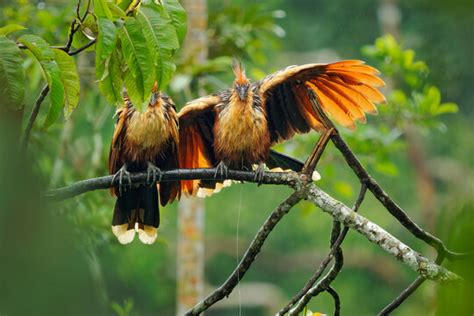 Hoatzin Images – Browse 512 Stock Photos, Vectors, and Video | Adobe Stock