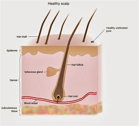 How to Make Hair Grow - Why Clogged Hair Follicle on Scalp Thins Your Hair (Remedies) ~ Slim ...