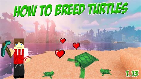 How to Breed Turtles in Minecraft - YouTube